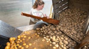 The looming threat for Maine’s iconic potato industry